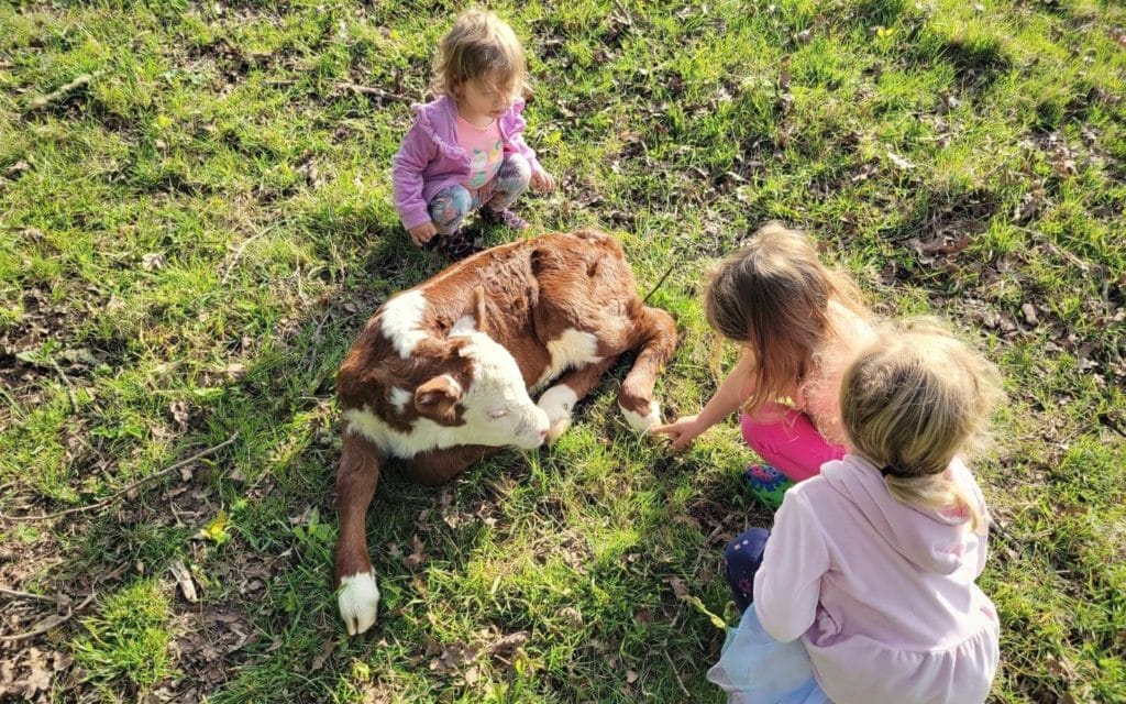 Order Beef | Storyteller Farm | Ridgefield Washington