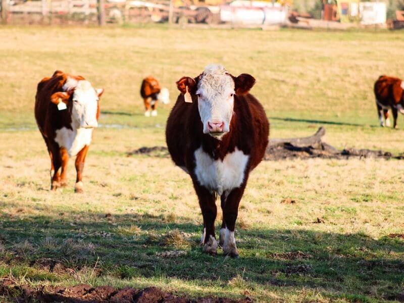 Order Beef | Storyteller Farm | Ridgefield Washington